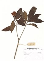 藏品(絲絨吊芙蓉)的圖片